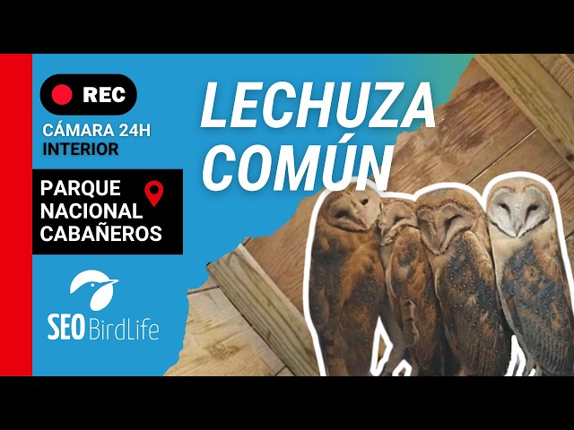 🦉 Lechuza común - INTERIOR  - 🔴 DIRECTO Parque Nacional de Cabañeros