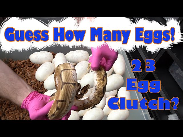 23 Egg Ball Python Clutch?  Take a Guess!