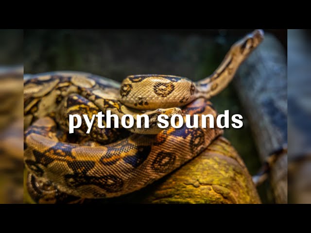 python sounds