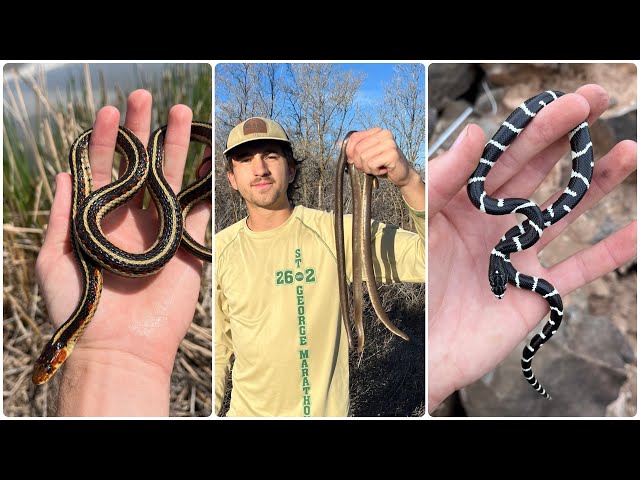 Finding Snakes In Utah - Boas, Kings, and Rattlers! - Spring 2025