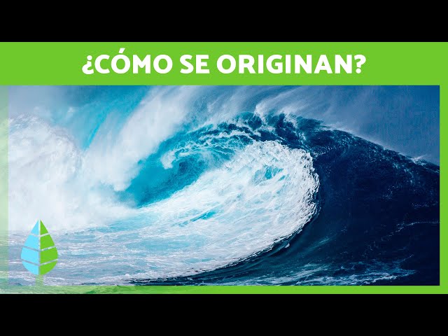 ¿Cómo se FORMA un TSUNAMI? 🌊 (Definición y Fases)