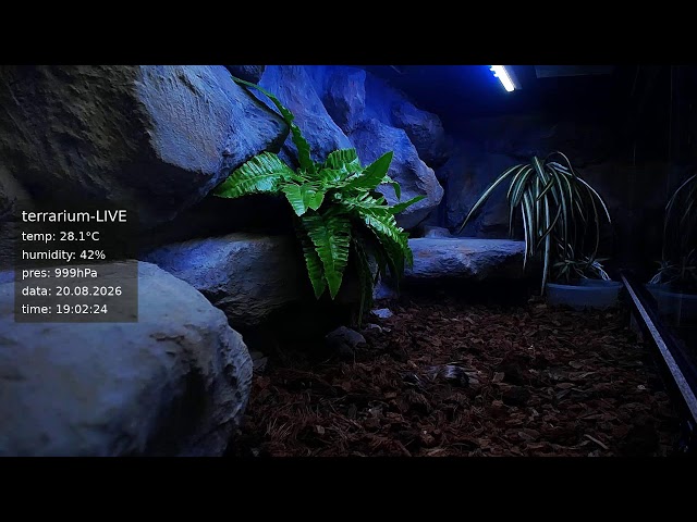 terrarium-LIVE 🔴 20/08/2026 🐍 Ball Python Regius Snake