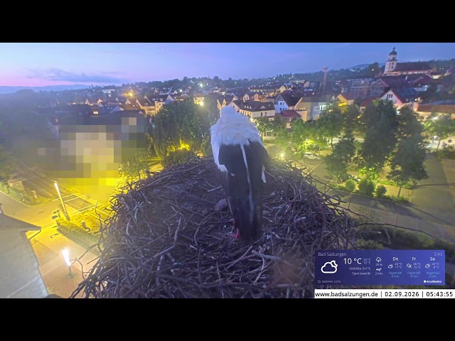 Storchennest Live Webcam in Bad Salzungen, Thüringen