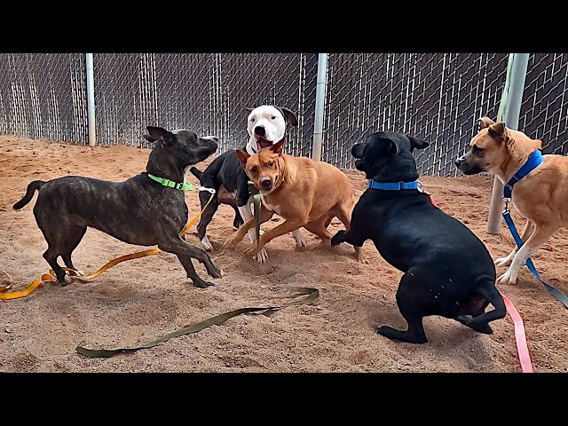Dogs playing: Episode 63