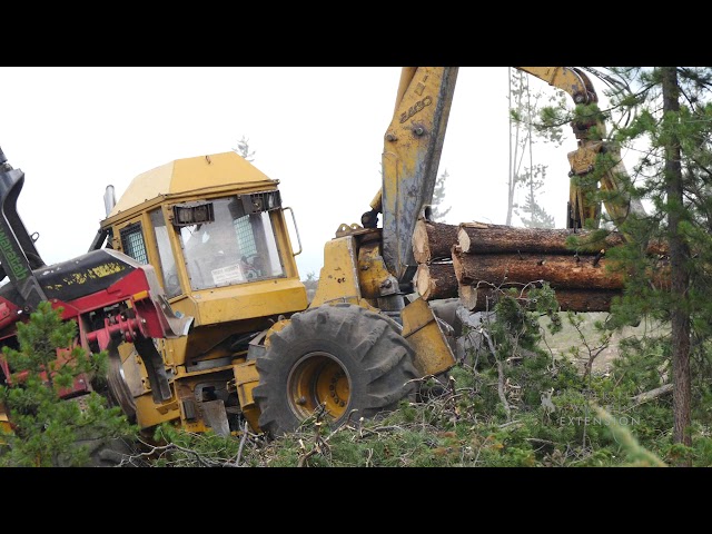 Salvage Logging