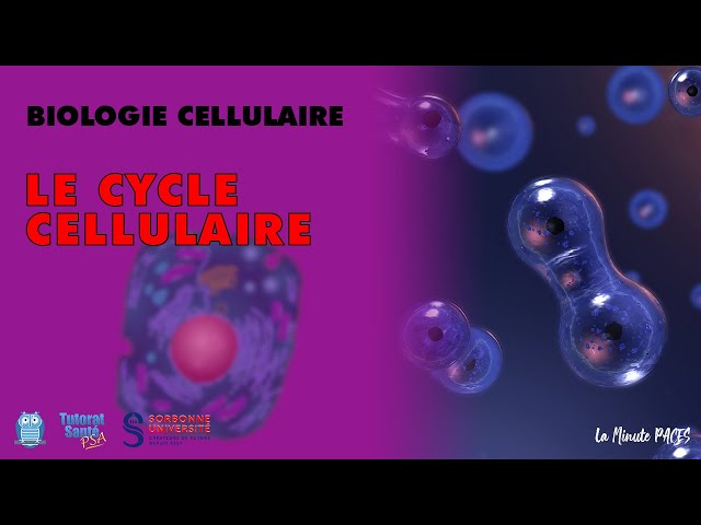 [Cell Biology] - The Cell Cycle