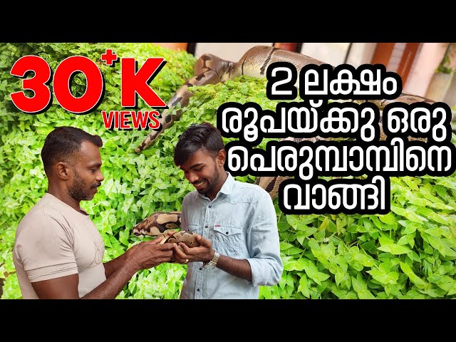 വീട്ടിൽ വളർത്തുന്ന 200000രൂപയുടെ പെരുമ്പാമ്പ് | BALL PYTHON | First time in Trivandrum |Bibin Shalem