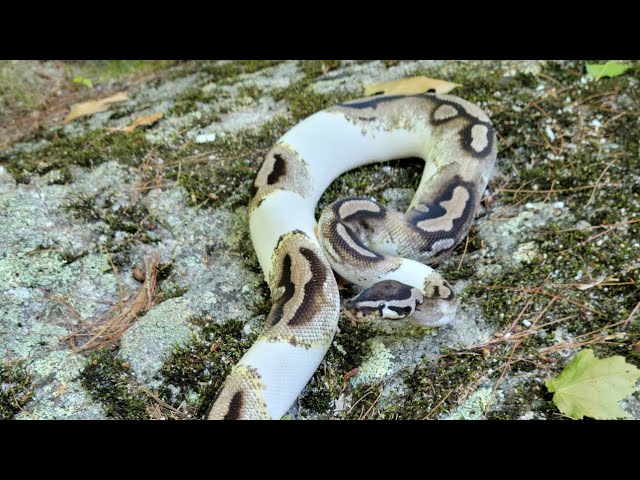 Ace, Axanthic Pied 🌩 Ball Python Adult male
