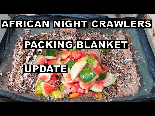 Update- The Worms are EATING the Packing Blankets!!