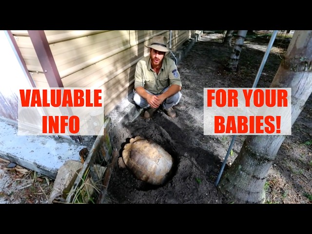 From Nest to Hatchling: The Ultimate Sulcata Tortoise Guide!