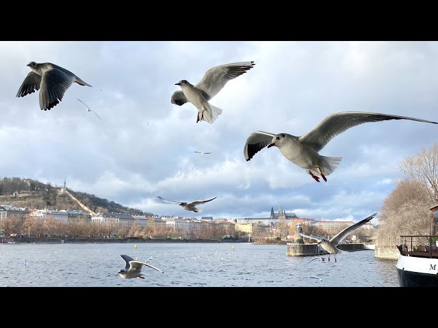 Proč a jak fotit zblízka ptáky za letu