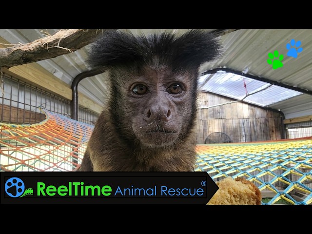 Our Resident Food Critic Has Opinions | Sissy the Capuchin | SEMO Exotic Sanctuary