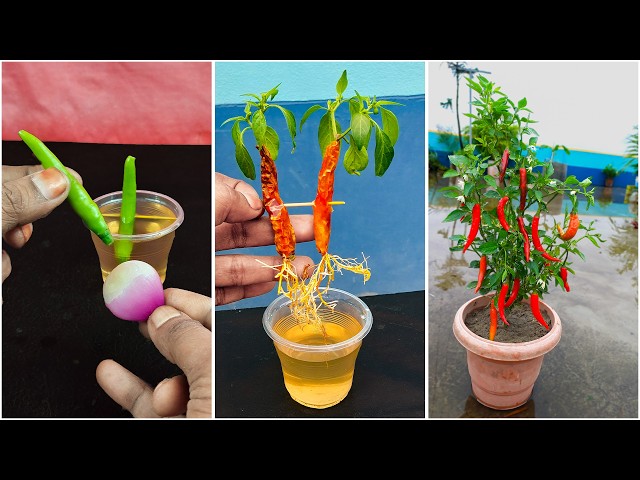 How To Propagate Chilli Peppers🌶 With Best Rooting Hormone In Water