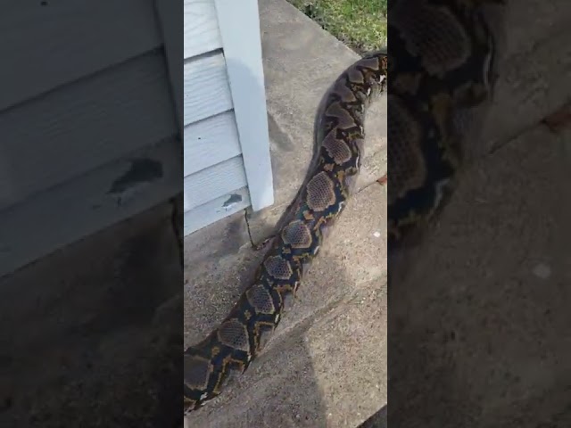 Huge reticulated python