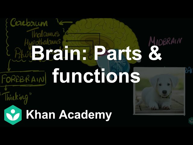 Brain: Parts & functions | Control & Coordination | Class 10 | Biology | Khan Academy