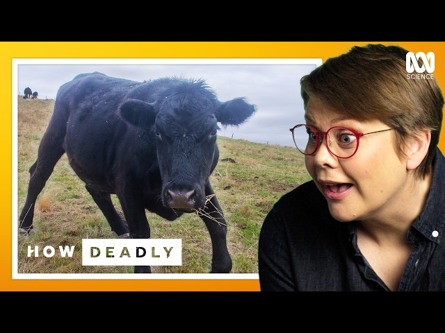 Five Farm Animals Gone WILD