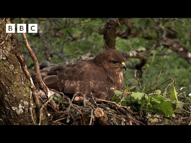 🔴 LIVE wildlife cameras 🌿 2 June 🐦 BBC Springwatch 2026