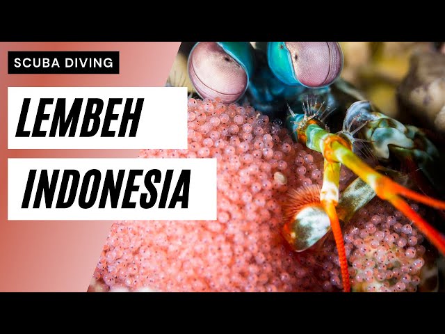 Lembeh, Indonesia - The Best Muck Scuba Diving in the World!