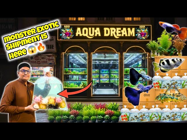 Monster Exotic Fish Shipment 2026! 😱 Aqua Dream Lalukhet Market Visit & Wholesale Price Update