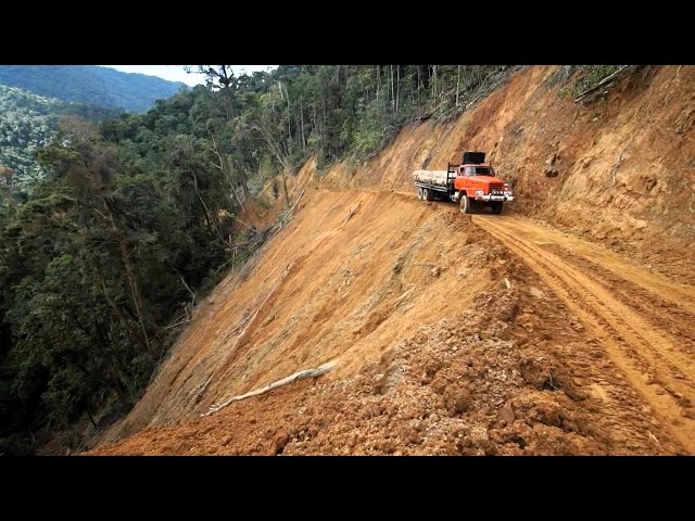 Carreteras mortales en la selva de Borneo