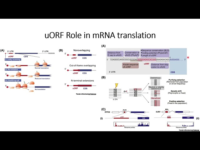 uORF (upstream Open Reading Frame) role in mRNA translation #Code: 219