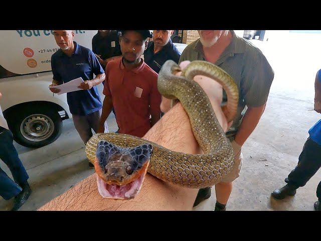 Venomous Snake at Work!