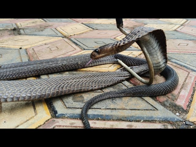 Dangerous Indian Spectacled Cobra Rescue 😱