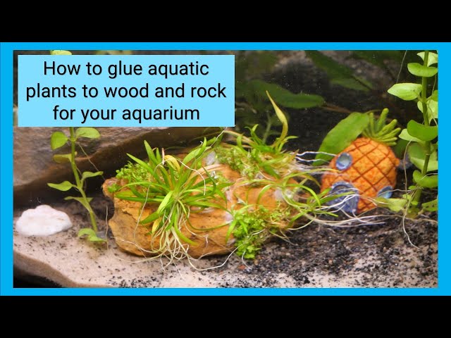 How to glue aquatic plants to wood and rock for your aquarium