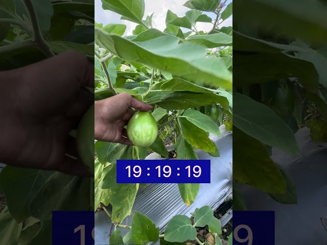 बैंगन की खेती कैसे करें | Brinjal farming | baigan ki kheti kab aur kaise karen A to Z jankari