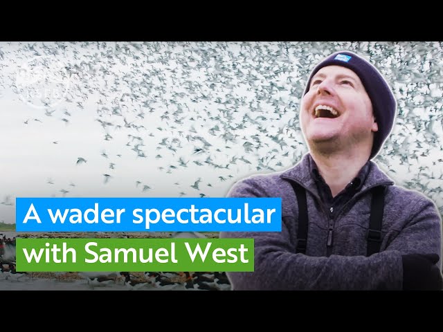 Witness a wader spectacular at RSPB Snettisham with actor Samuel West | RSPB