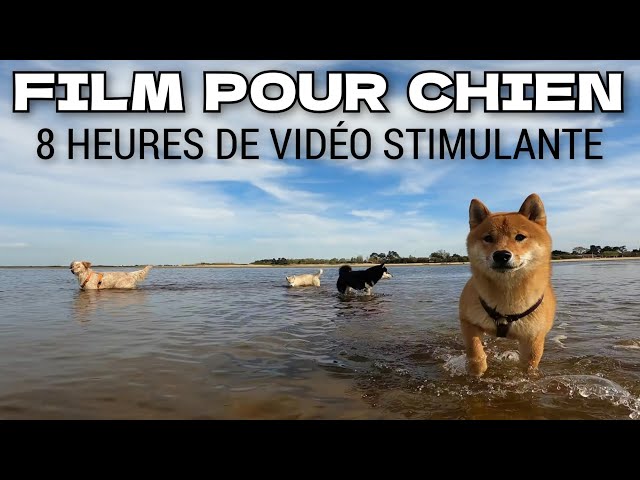 8 Hours of Dog TV for Anxious Dogs Home Alone