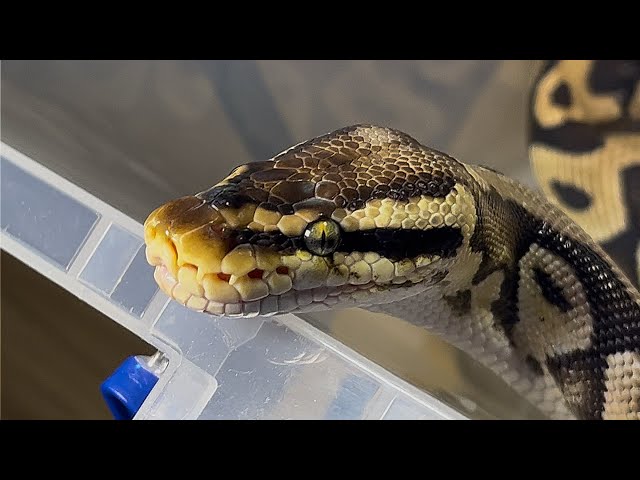 SUSHI | Pastel Enchi Het Clown Royal / Ball Python | #feeding 💛🎬 (17.01.26)