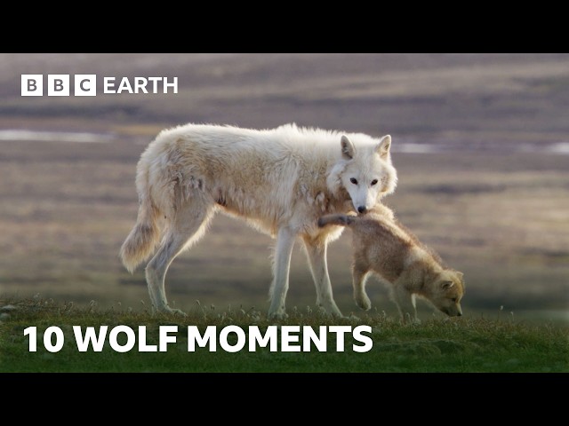 10 Incredible Wolf Moments | BBC Earth