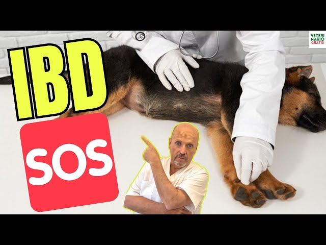 🐶💔 IBD ALARM! 🐾 INFLAMMATORY BOWEL DISEASE in DOGS: CAUSES ❓ SYMPTOMS 😥 AND TREATMENT