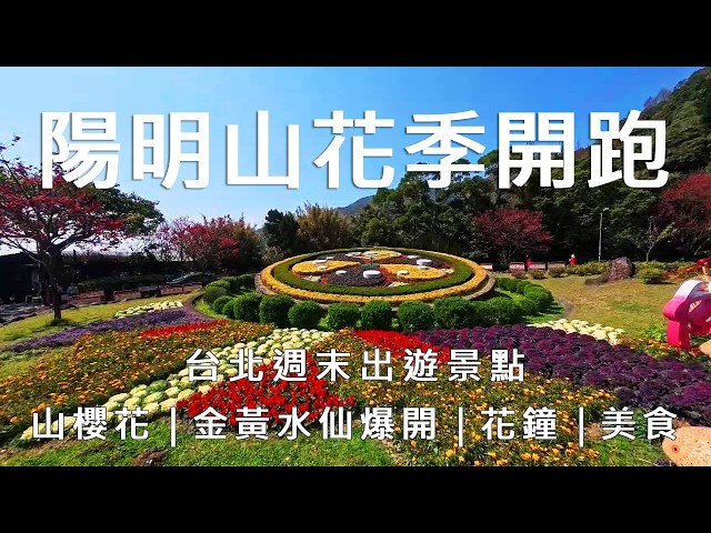 【Yangmingshan Flower Festival Kicks Off!】Cherry blossoms and daffodils are in full bloom! 🌸 And w...