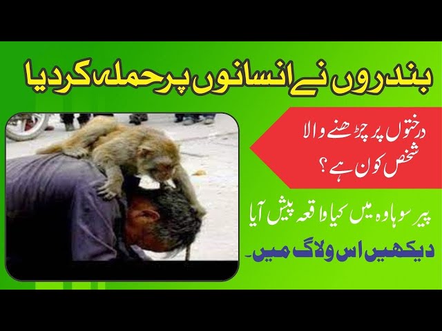 the monkeys attacked the humans | peer sohawa | #monkey #attack #humans