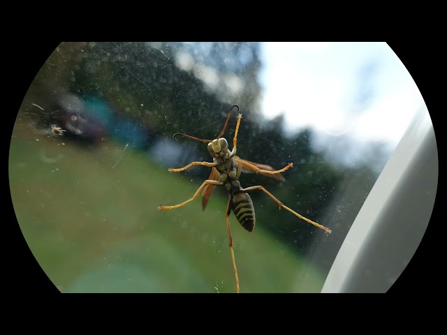 Yellow Wasp