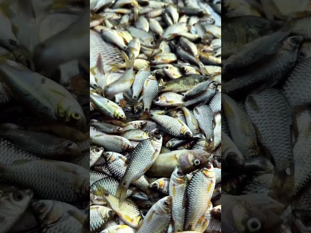 #smallfreshmeat #fish
