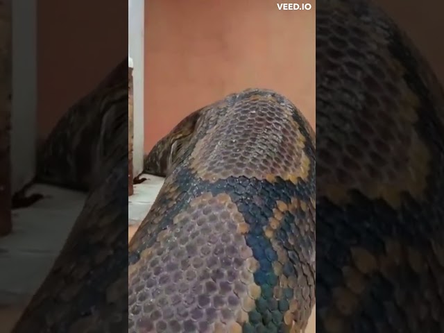 Biggest snake in the world found alive!! #snake #python #ytshorts