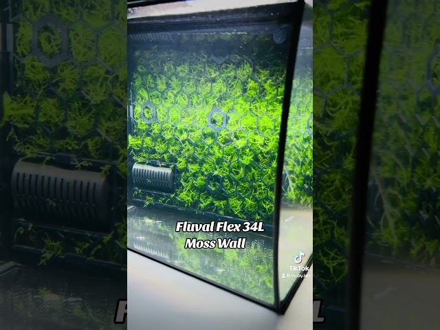 Fluval Flex 34L Aquascape Moss Net Panel Wall for Aquarium Tank Decoration Deko Moos pflanzen