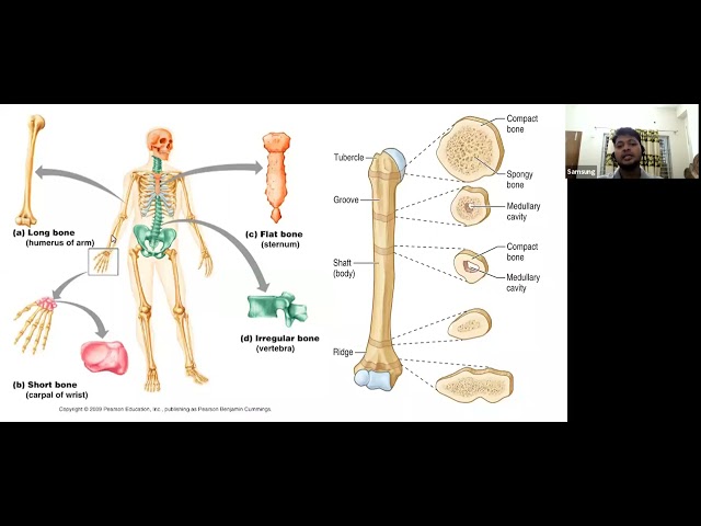 Upper limb: By Synapse