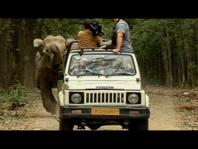 Wild Elephants Charge after Camera Crew | Deadly 60 | The Travel Edit