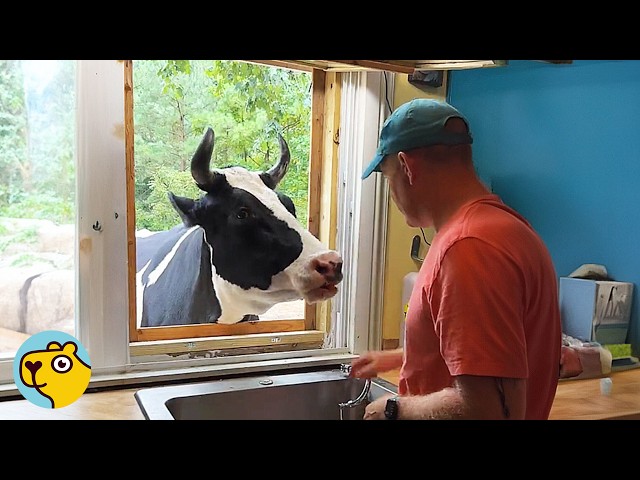 1,400-Pound Cow Acts Like a Puppy and Demands Cuddles