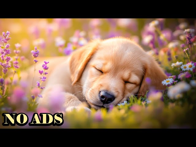 🔴 ライブ2026：24時間年中無休の落ち着いた犬の音楽🐶広告なし - 分離不安と無駄吠えを即座に止める