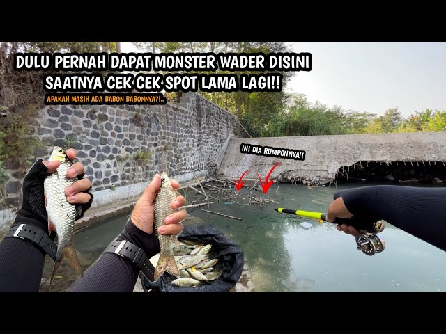 ADA RUMPON POTENSI SARANG BABON BABON!! Mancing wader teknik kumbul di sungai pedesaan