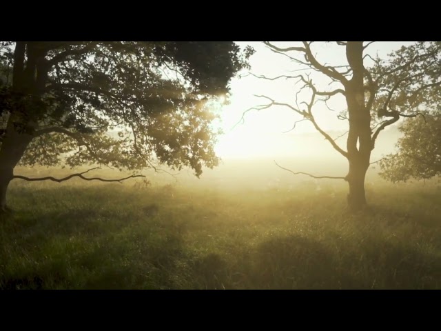 Coding in the Woods Ambience Sounds