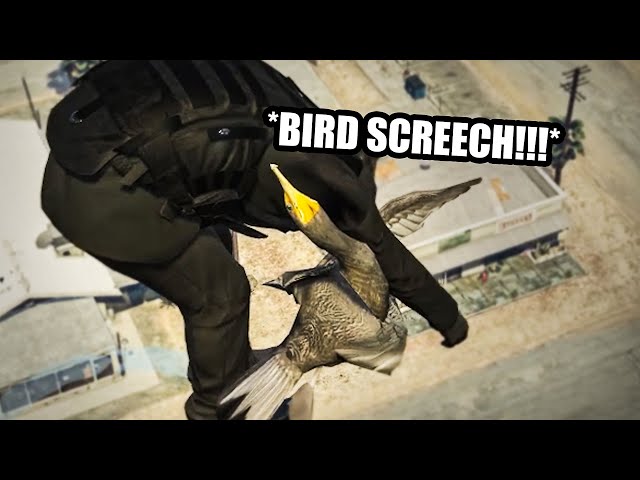 BIRD ATTACK