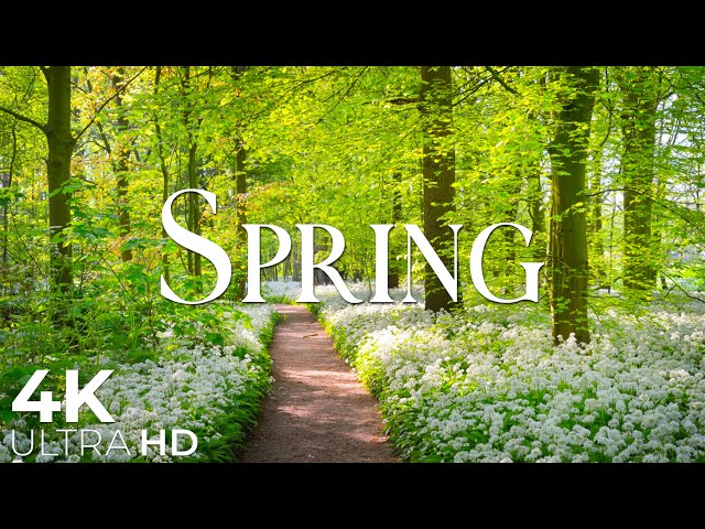 Switzerland in Full Bloom 🌷 Picturesque Spring Landscapes from Zurich to the Alps