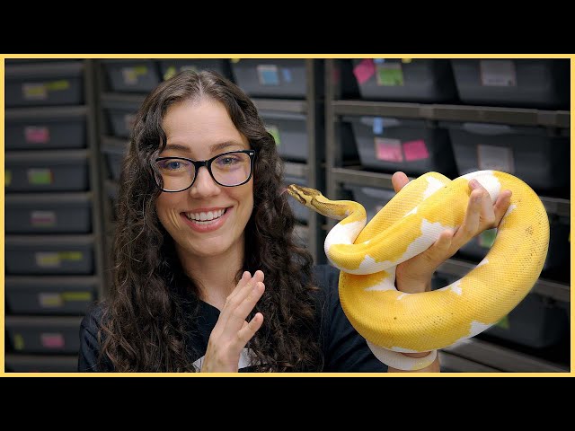 Top 10 BEST AGING Ball Python Combos | #Hetflix 162