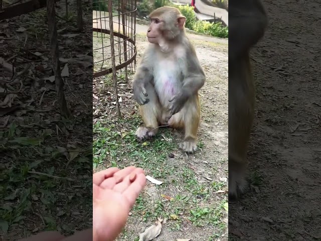 My cute monkey #song #punjabisong #love #punjabimusic #cute #childrenssong #funny #monkeysong